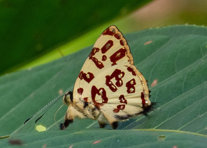 The butterfly Anteros bracteata photographed in Arosemena Tola, Ecuador
