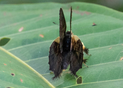 The butterfly Anteros bracteata photographed in Ecuador