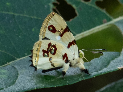 The butterfly Anteros formosus photographed in Ecuador