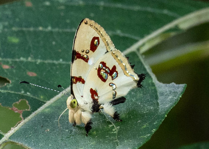 The butterfly Anteros formosus photographed in Arosemena Tola,Ecuador
