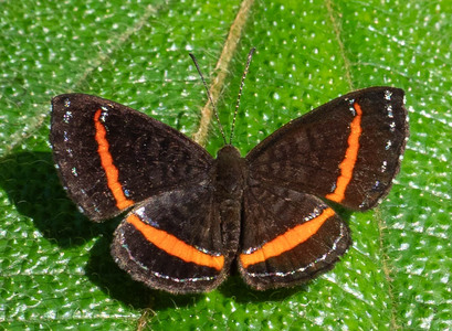 The butterfly Crocozona coecias photographed in Arosemena Tola,Ecuador