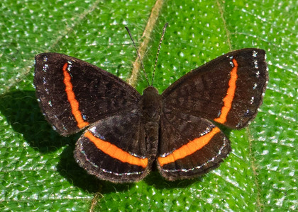 The butterfly Crocozona coecias coecias photographed in Ecuador
