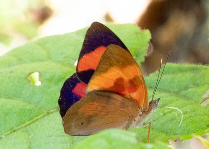 The butterfly Temenis pulchra pallidor photographed in Ecuador