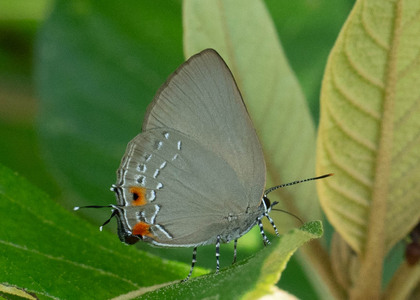 The butterfly Kolana cf. pimpilala photographed in Ecuador