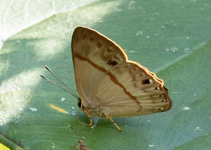 The butterfly Erythia midas pelusia photographed in Ecuador