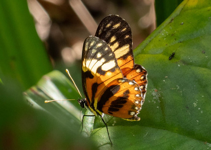 The butterfly Eresia pelonia photographed in Ecuador