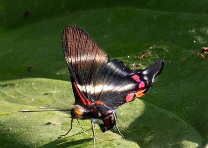 The butterfly Rhetus periander photographed in Ecuador