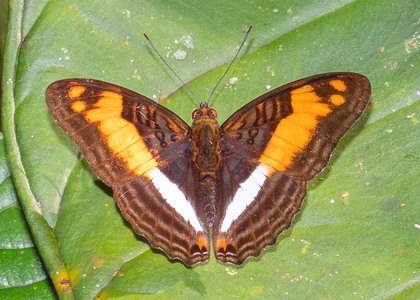 The butterfly Adelpha attica attica photographed in Arosemena Tola,Ecuador