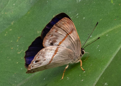 The butterfly Erythia midas pelusia photographed in Ecuador