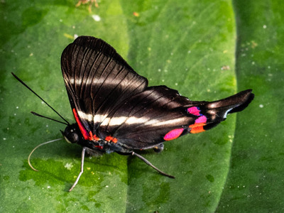 The butterfly Rhetus periander photographed in Ecuador