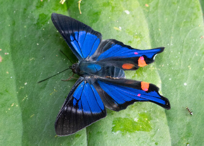 The butterfly Rhetus periander photographed in Ecuador