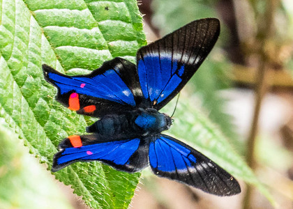 The butterfly Rhetus periander photographed in Arosemena Tola,Ecuador