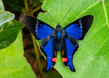 The butterfly Rhetus periander photographed in Ecuador