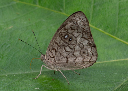 The butterfly Eunica clytia photographed in Ecuador