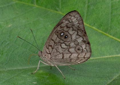 The butterfly Eunica clytia photographed in Ecuador