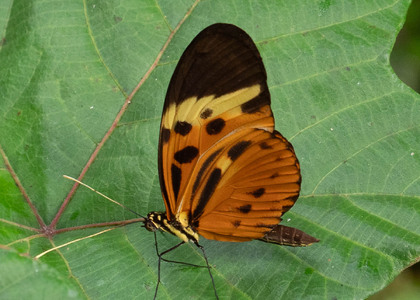 The butterfly Heliconius numata lenaeus photographed in Ecuador
