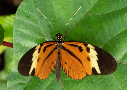The butterfly Heliconius numata lenaeus photographed in Ecuador