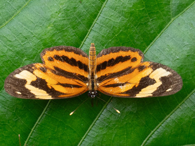 The butterfly Eresia eunice photographed in Arosemena Tola,Ecuador