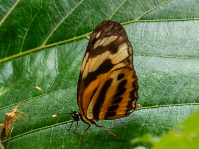 The butterfly Eresia eunice photographed in Ecuador