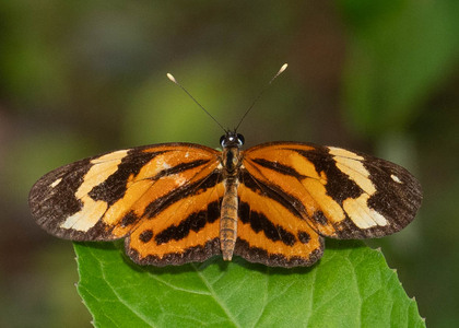 The butterfly Eresia eunice photographed in Ecuador