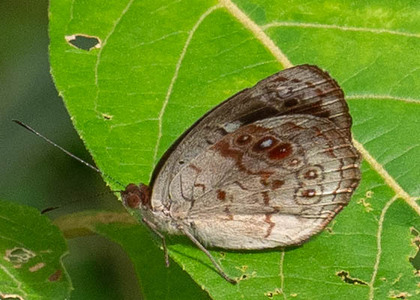 The butterfly Eunica marsolia fasula photographed in Ecuador