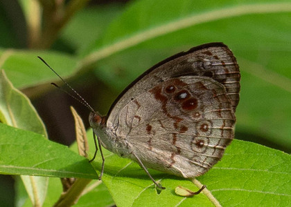 The butterfly Eunica marsolia fasula photographed in Ecuador