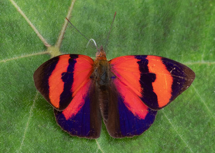 The butterfly Temenis pulchra pallidor photographed in Ecuador