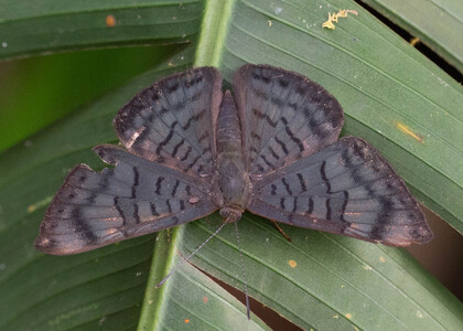 The butterfly Emesis sp. photographed in Ecuador