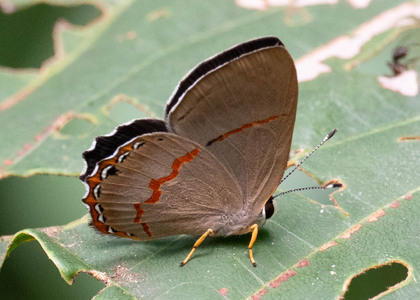 The butterfly Pelolasia miranda photographed in Ecuador