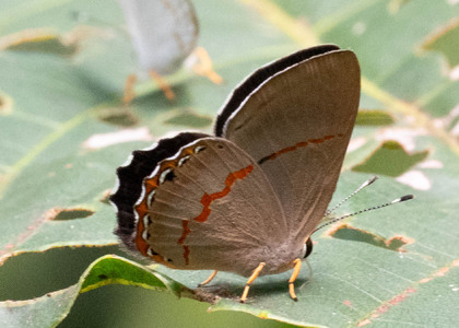 The butterfly Pelolasia mirania photographed in Ecuador