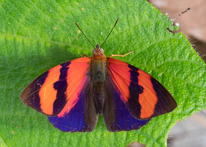 The butterfly Temenis pulchra pallidor photographed in Arosemena Tola,Ecuador