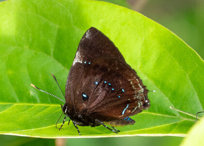 The butterfly Complex Paraspiculatus orobia photographed in Ecuador