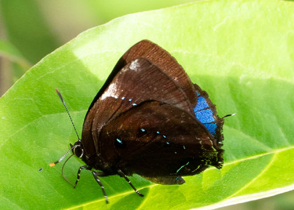 The butterfly Complex Paraspiculatus orobia photographed in Arosemena Tola,Ecuador