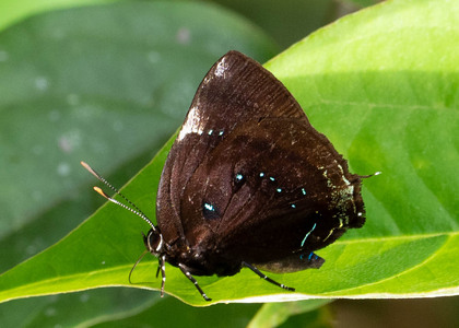 The butterfly Complex Paraspiculatus orobia photographed in Ecuador