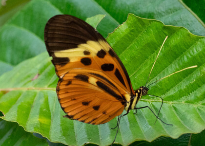 The butterfly Heliconius numata lenaeus photographed in Ecuador