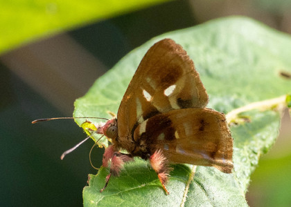 The butterfly Anteros renaldus photographed in Ecuador