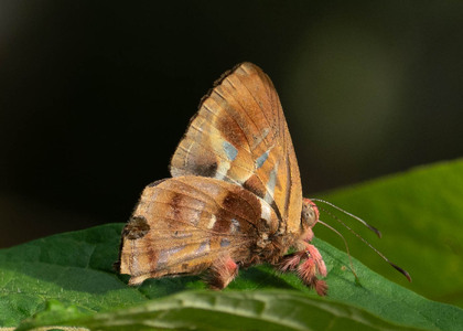 The butterfly Anteros renaldus photographed in Ecuador