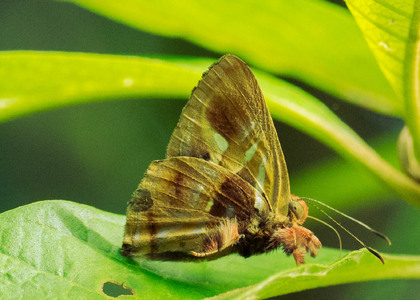 The butterfly Anteros renaldus photographed in Arosemena Tola,Ecuador