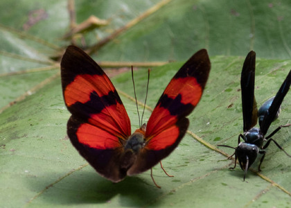 The butterfly Temenis pulchra pallidor photographed in Ecuador