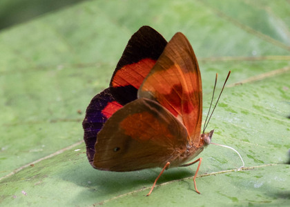 The butterfly Temenis pulchra pallidor photographed in Ecuador