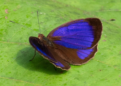 The butterfly Eunica marsolia fasula photographed in Ecuador