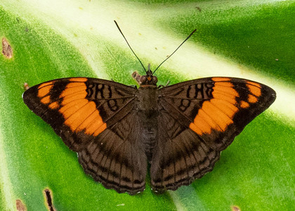 The butterfly Adelpha mesentina photographed in Arosemena Tola,Ecuador