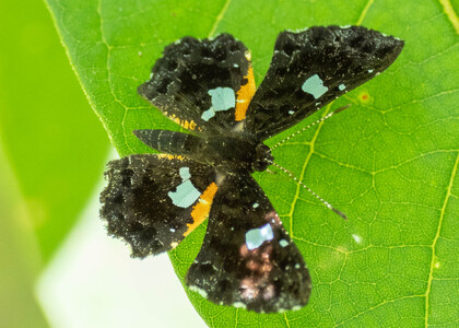 The butterfly Calydna sturnula photographed in Ecuador