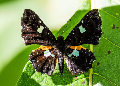 The butterfly Calydna sturnula photographed in Comunidad Apuya,Ecuador