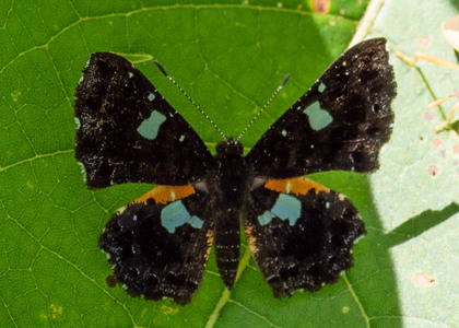 The butterfly Calydna sturnula photographed in Ecuador