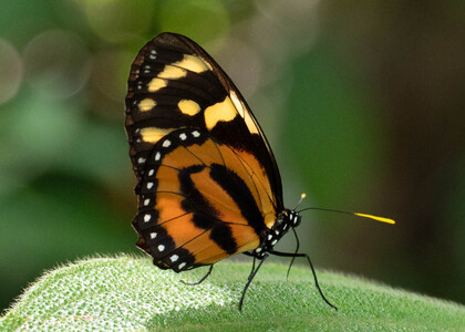The butterfly Lycorea halia atergatis photographed in Comunidad Apuya,Ecuador