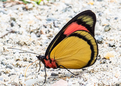The butterfly Batesia hypochlora photographed in Ecuador