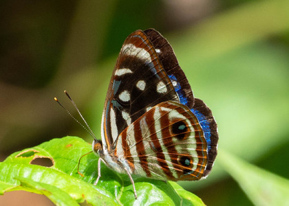 The butterfly Dynamine gisella photographed in Comunidad Apuya,Ecuador