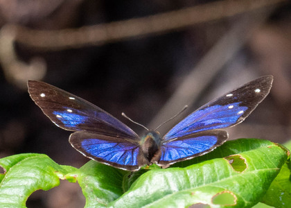 The butterfly Dynamine gisella photographed in Ecuador