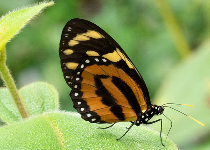 The butterfly Lycorea halia atergatis photographed in Ecuador